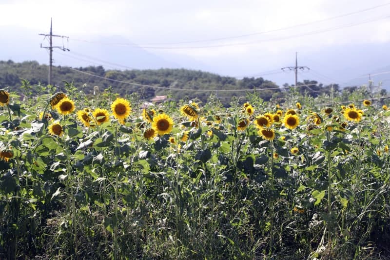 전국 일교차 최대 15도 벌어지는 가을 날씨…제주 강풍 주의