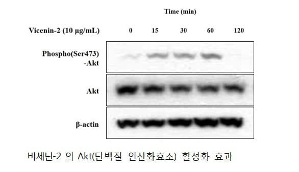 콩제비꽃 추출물 '비세닌 2' 탈모 개선 실마리…모발 성장 세포 증식 확인