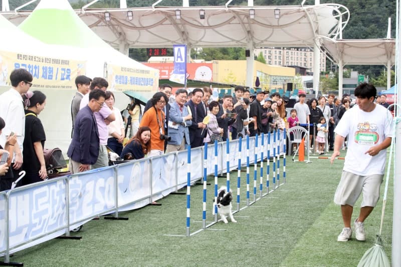 홍천군, 19일부터 680두 참가하는 FCI 국제 도그쇼 및 반려동물 문화축제 개최