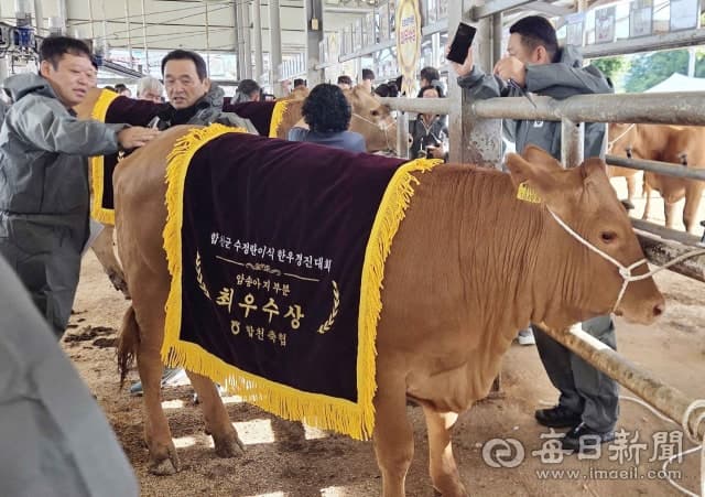 합천서 전국 최초 수정란이식 한우 경진대회 개최… 최고가 1790만원