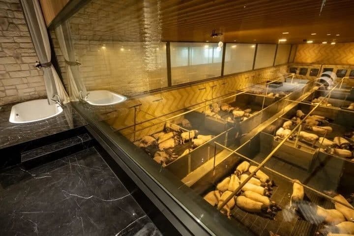중국 저장성 목장의 이색 ‘돼지 뷰 객실’, 184만 원 숙박료의 진실은?