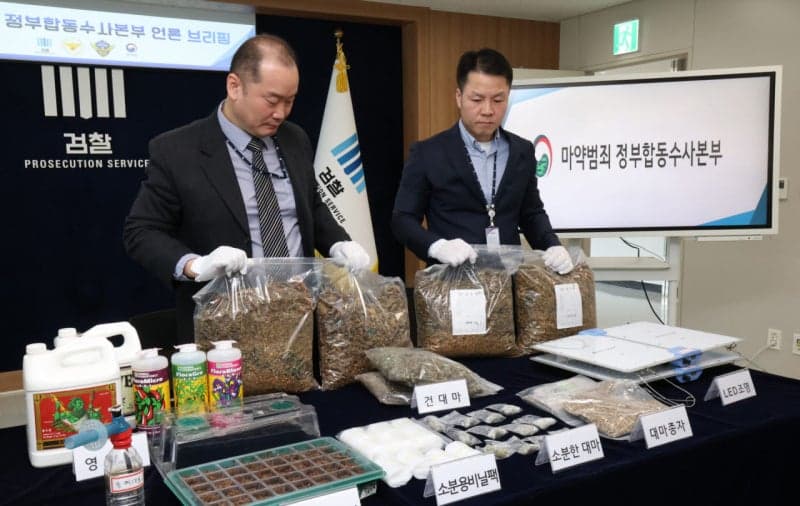 합성대마 국내 제조 정황 포착…신종 중간체 2종 첫 확인