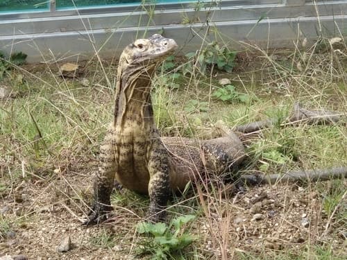 밀수 조직으로부터 구조된 세계 최대 도마뱀 코모도왕도마뱀 23일 공개