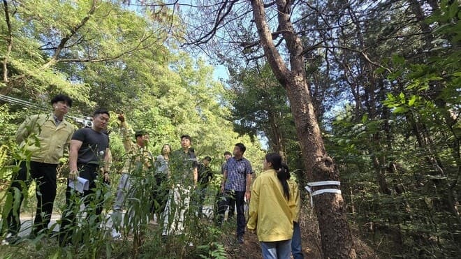 오산시 소나무재선충병 첫 발생…경기도 긴급 방제 및 반출 통제
