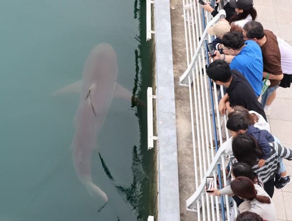 추석 연휴 끝자락에도 북항 찾은 인파, 상어 '부캉이' 구경 열기