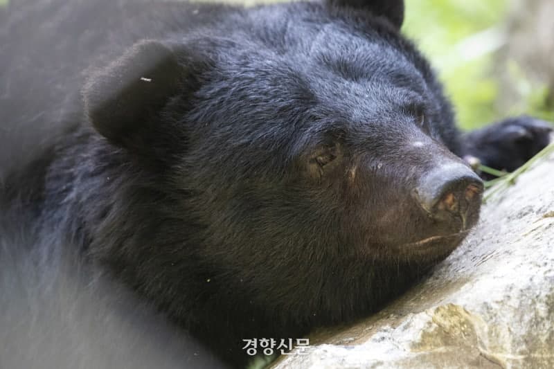 동물자유연대, 사육 곰 200여 마리 전수 매입해 산업 종식 나선다