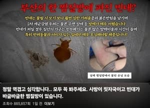 부산 영도 찜질방서 빈대 집단 서식 확인…매트리스·벽 틈서 알까지 발견