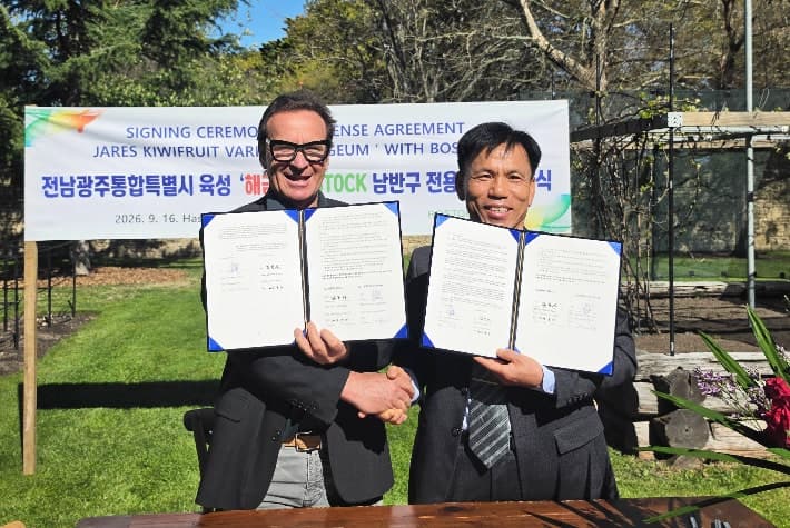 전남광주 육성 골드키위 '해금', 남반구 3개국 상업재배 본격화