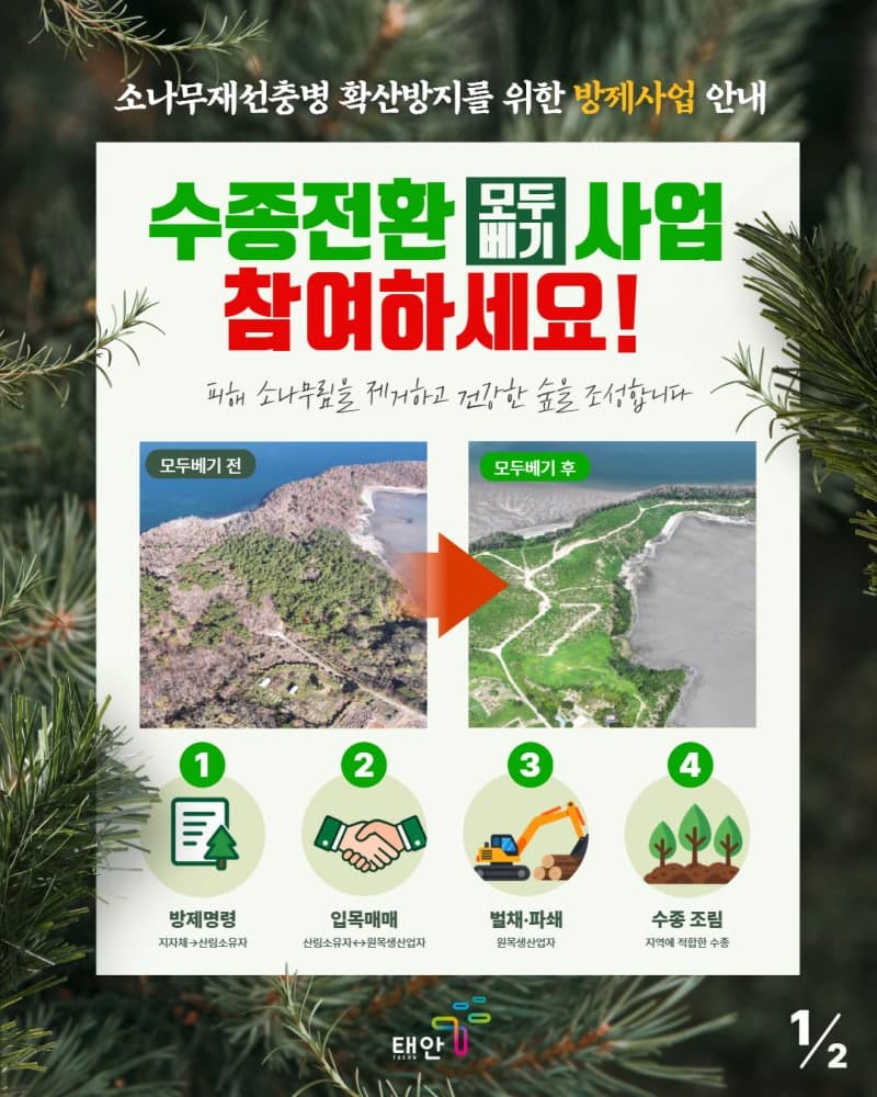 태안군, 소나무재선충병 확산 막기 위해 피해지 소나무 모두 벤다