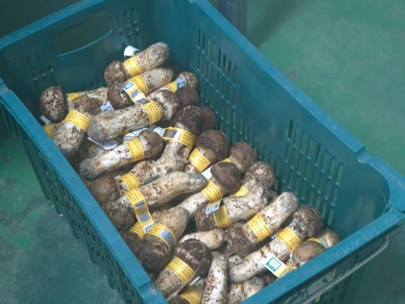 양양송이 1등급 ㎏당 162만 3700원…역대 최고가 경신