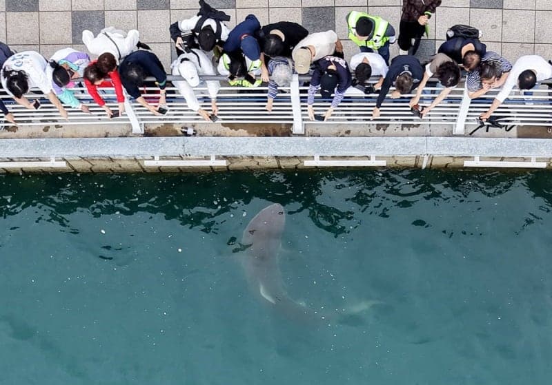 부산 북항에 나타난 상어 '부캉이', 기후변화가 부른 해양 생태계의 경고