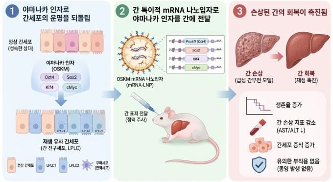 노화 역전 유전자로 손상된 간세포 체내 재생 기술 개발