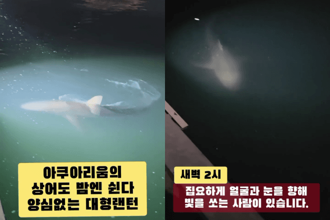 “밤에 잠 좀 자자”…부산 북항 상어 ‘부캉이’ 향한 과잉 관심 논란
