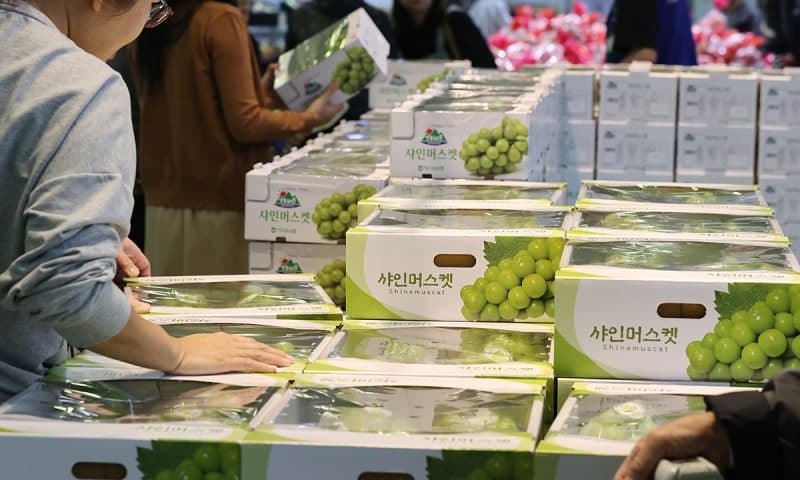 '귀족과일' 샤인머스캣의 추락…5년 만에 가격 70% 급락하고 재배면적 감소세