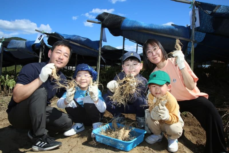 제44회 금산세계인삼축제, 개막 연휴 53만 명 방문하며 흥행 돌풍