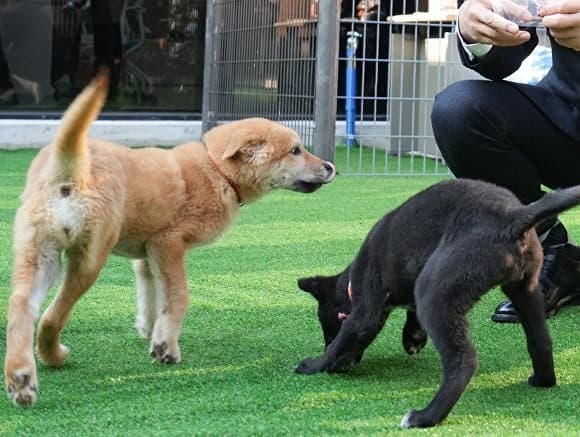 제주 반려동물 문화산업 한마당, 문화축제와 산업박람회 동시 개최