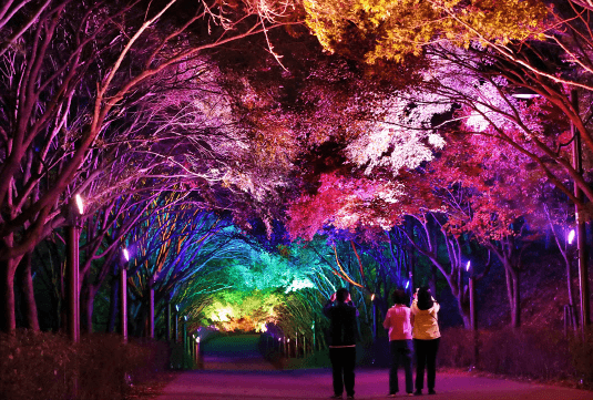 독립기념관, 3.2km 단풍나무숲길 5주간 야간개장