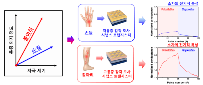 자외선 처리로 신체 부위별 통증 민감도 모방한 인공 신경망 개발