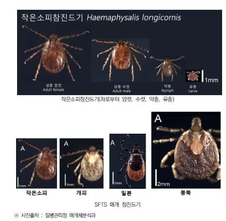 제주도, 가을철 야외활동 늘자 진드기 매개 감염병 주의 당부
