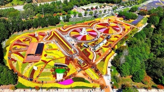20만 명 찾은 2026 인제가을꽃축제, 18일까지 일주일 연장 운영