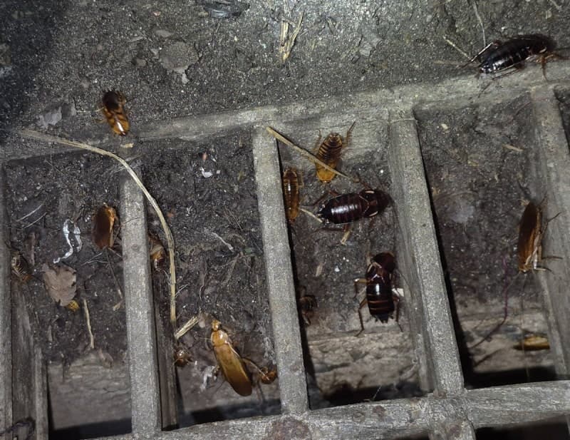 한 마리가 350마리 낳는다…외래종 '투르키스탄 바퀴' 부산 항만 정착 확인