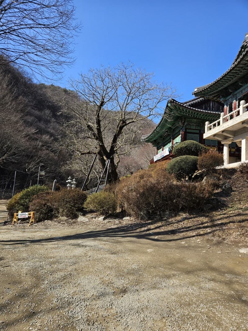 700년 역사 천안 광덕사 호두나무, 후계목 육성으로 유전자 보존 나선다