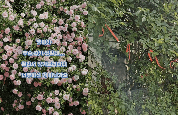 수원 장미 명소 '파란대문장미' 가지 훔친 60대 여성 검찰 송치