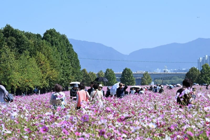 분홍빛 물결 넘실댄 구리 코스모스 축제, 42만 명 방문 대성황