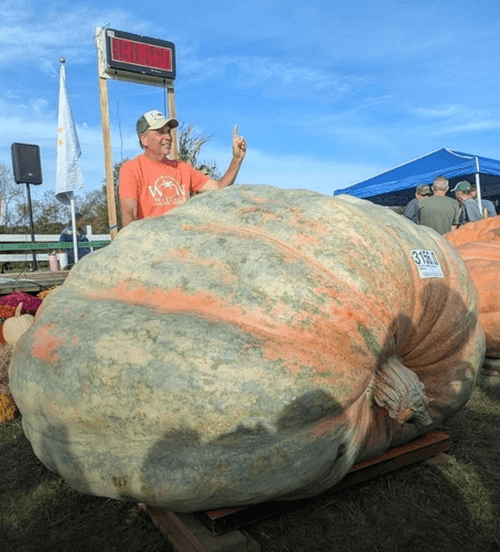 1432kg '괴물 호박' 등장…기존 세계기록 136kg 경신하며 기네스 등재 눈앞