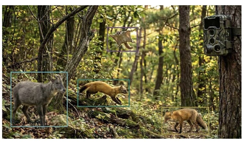 반달가슴곰·여우 알아보는 AI…야생동물 판별 시간 99% 단축