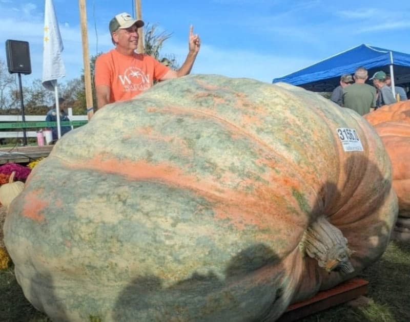 1.4톤 초대형 호박 등장, 세계 기록 136kg 경신하며 기네스 등재 눈앞