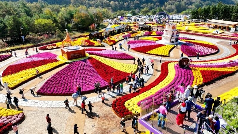 2026 인제가을꽃축제 누적 방문객 30만 명 돌파…18일까지 일주일 연장