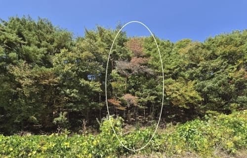속리산 국립공원서 재선충병 의심 소나무 첫 발견…산림당국 비상