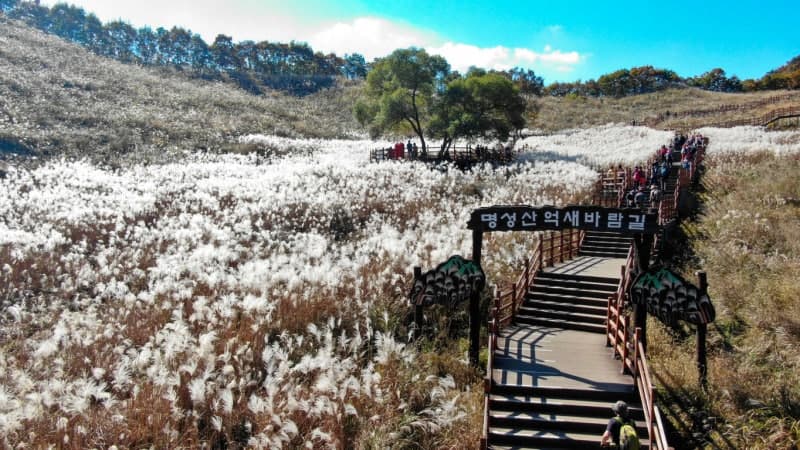 포천 가을축제 6곳 릴레이 개최…억새꽃부터 반려견 축제까지