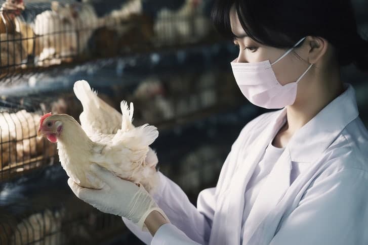 겨울철 철새 급증에 AI 방역 비상…대형 산란계 농장 '4단계 방역' 도입