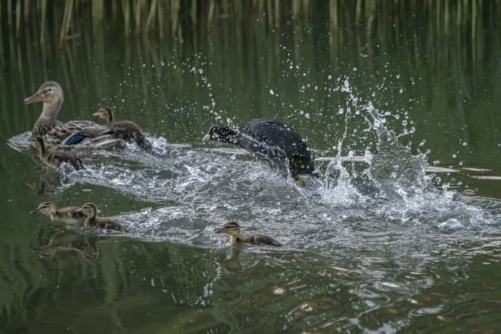 해양수산부, 여수 무인도 4곳 해양정화 나서…수달 사는 '형제도'도 포함