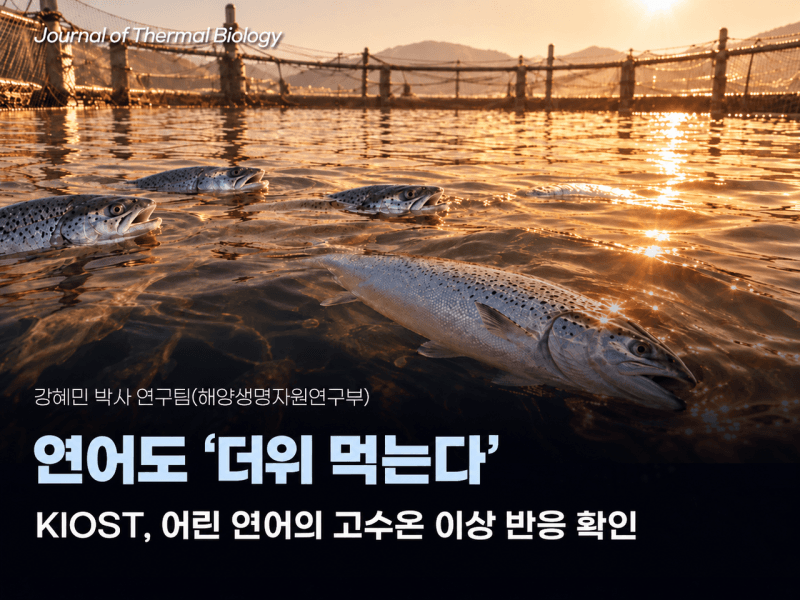 연어도 더위 먹는다… 고수온에 성장 멈추고 폐사까지