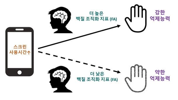 청소년 스크린 사용과 억제조절력의 상관관계, 뇌 백질 특성이 변수