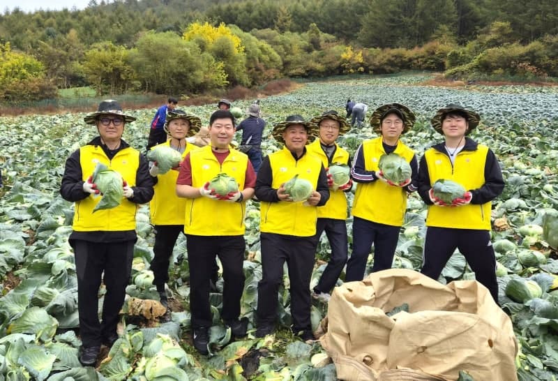 오뚜기, 강원 인제서 양배추 수확 일손 돕고 농가와 상생 협력 강화