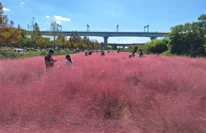 낙동강 생태공원, 가을꽃 물결로 물들다…황화코스모스부터 핑크뮬리까지