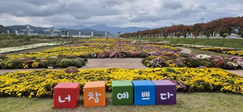 양양 남대천 국화동산에 30만 본 국화 만개…가을 정취 물씬