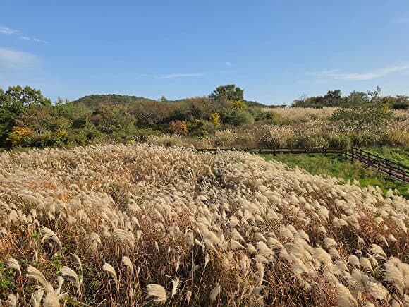 대구 달성군, 최정산 산림습원 4.5ha 복원 완료하고 생태탐방로 개방