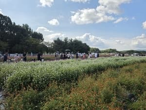 양주나리농원 가을꽃 향연, 21만 명 발길 속 성황리 종료