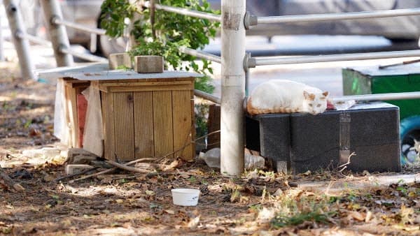 부산 을숙도 철새도래지 내 길고양이 급식소 설치 불허는 적법하다