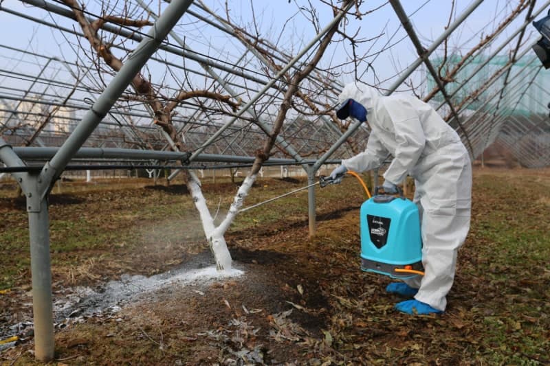겨울철 과수 동해 막는 ‘전용 흰색 페인트’…도막 균열 35%p 줄였다