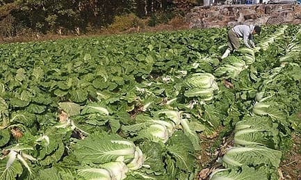 전북 농산물 최저가격 보장제 10년…3100농가에 139억원 지원