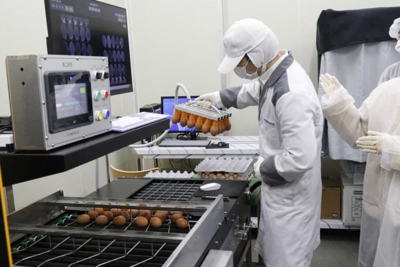 계란 품질평가 AI가 바꾼다…검사 시간 63% 단축하고 정확도 높여