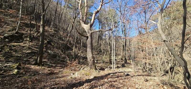 인제군, 가아리 다소골에 1.7km 자연 친화 숲길 조성 본격화