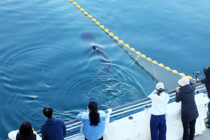 부산 북항의 명물 상어 '부캉이' 사흘째 자취 감춰…먼바다로 떠났나
