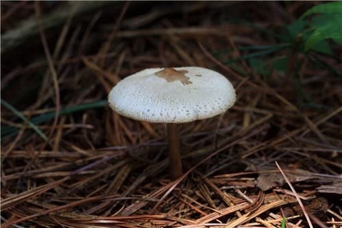 호주 '독버섯 요리'로 시부모 살해한 여성, 가석방 없는 종신형 확정